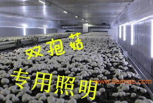 金星食用菌防水专用照明耐高温高湿led灯,金星食用菌防水专用照明耐高温高湿led灯生产厂家,金星食用菌防水专用照明耐高温高湿led灯价格